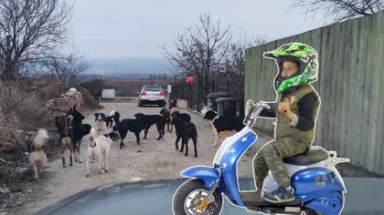 România, ţara maidanezilor. Un copil de 13 ani, pe moped, atacat de o haită de câini în Teleorman. Minorul, transportat la spital