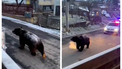 Imagini virale la Buşteni. Cum este alergat un urs gras cu maşina de poliţie VIDEO