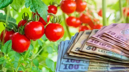 Programul Tomata 2023: Toţi fermierii eligibili vor primi 3000 de euro/1000 mp