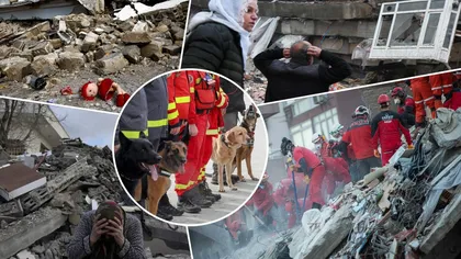 Majoritatea câinilor salvatori trimişi de IGSU în Turcia sunt salvaţi de pe stradă: 