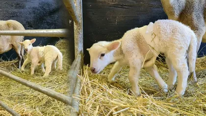 Dolly, un miel cu șase picioare, s-a născut la o fermă din Germania. În ciuda malformației, animalul este perfect sănătos