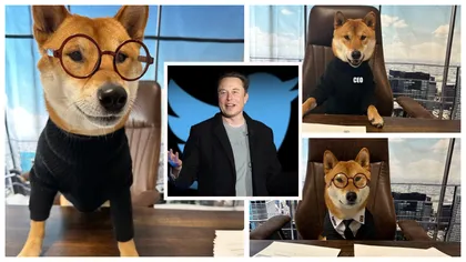 Câinele lui Elon Musk este noul director al companiei Twitter: ”Este grozav. Mult mai bun decât celălat tip!”