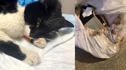 Revoltător! Pisică torturată, descoperită într-o cutie încuiată cu lacăt, după câteva zile. Povestea motanului care încă mai poate fi salvat (FOTO)
