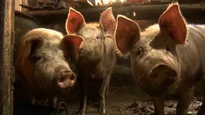 Legea Porcului ar putea ajunge la vot în Parlamentul în două - trei săptămâni. Reguli noi pentru creșterea porcilor în gospodărie: înregistrarea animalului la veterinar, tăviță cu apă și dezinfectant și încălțăminte folosită doar în coteț