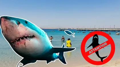 Alertă! A reînceput atacul rechinilor! Un bărbat a fost ucis în timp ce înota în apropierea unui ponton