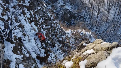 Salvamontiştii din Alba se chinuie de ore întregi să salveze un câine blocat pe un versant VIDEO
