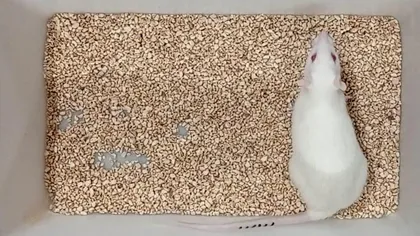 Cercetătorii au prelungit durata de viaţă a unui şobolan de laborator, doborând un nou record: 