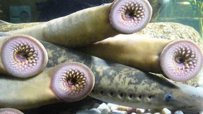 Peștele vampir, creatura care suge sânge, a fost descoperit pe o plajă din Olanda