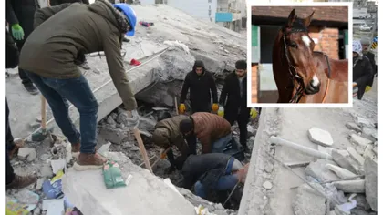 Imagini emoţionante. Un cal a fost scos în viaţă de sub dărâmături la 21 de zile de zile de la cutremur