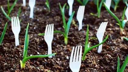 Ce se întâmplă dacă pui furculițe de plastic, în pământ, lângă plante. Trucul a fost dezvăluit de cei mai pricepuți grădinari