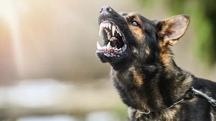 Un nou caz şocant în Prahova: Femeie muşcată de faţă de un câine