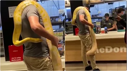 Video! A venit cu șarpele, un piton uriaș, la Mc Donald’s ca să-i ia un Mc Puisor! Imagini mai tari ca pe Nat Geo Wild într-un fast-food din București!