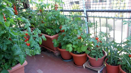 Ce soi de roșii poți planta în grădina de la bloc. Se dezvoltă cu ușurință în pământ puțin
