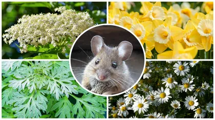 Plantele care îți protejează curtea și grădina de șoareci. Rozătoarele vor sta cât mai departe de ele