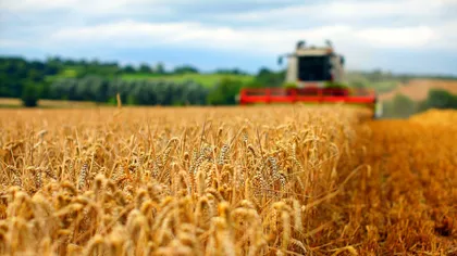 România a ajuns al doilea mare exportator şi importator de grâu din UE. Ce ţară este pe locul 1