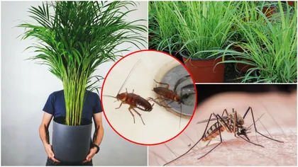 Plantele minune care țin gândacii de bucătărie la distanță! Descoperă secretul pentru o casă fără invadatori
