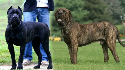 Românii care nu declară și nu respectă condițiile de deținere a unui câine periculos riscă amenzi de până la 5.000 de lei