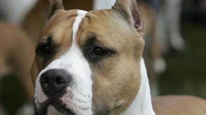 După atacul unui câine Amstaff asupra unui copil de 12 ani, justificarea propietarului este șocantă: ”Câinele a sărit doar să se joace”