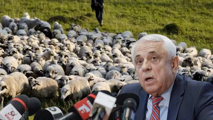 Premieră. România va exporta ovine în Maroc. Petre Daea a făcut anunțul cel mare pentru fermieri