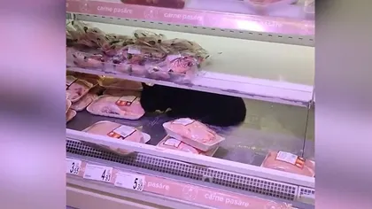 VIDEO: Pisică înfometată, filmată în timp ce devora carnea din vitrina unui magazin din București. Felina, încurajată de pe margine