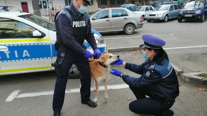 Un bărbat din Bihor, condamnat la închisoare după ce a furat doi câini, iar pe unul l-a omorât