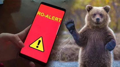 Trei alerte în șase ore. RO-Alert a semnalat prezența urșilor în mai multe localități din Harghita. Mesajele de acest fel sunt trimise tot mai des