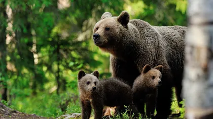 Ro-Alert în Harghita după ce o ursoiacă şi cei trei pui s-a plimbat nestingherită pe strada unei localităţi