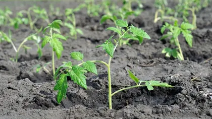 Metoda rusească Kazarin de cultivare a roșiilor fără udare. Cum să plantezi tomatele pentru a nu le mai iriga niciodată