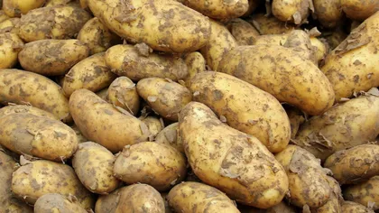 Cartofii noi românești au apărut în piețe. Cât costă un kilogram