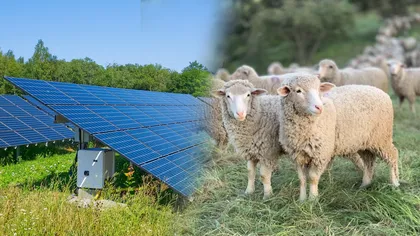 Pășunatul solar - Crescătorii de oi își pot folosi turmele pentru a tunde iarba de pe câmpurile cu panouri fotovoltaice