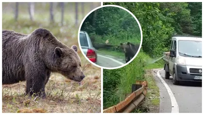 Urși atacați de monștrii cu două picioare pe Transfăgărășan. Unul a fost lovit, iar altul a fost alungat cu spray paralizant