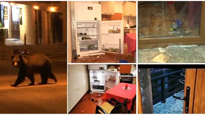 Casa de vacanţă din Predeal a unui celebru medic din Bucureşti, devastată de un urs. Animalul a intrat în locuinţă şi a făcut prăpăd VIDEO