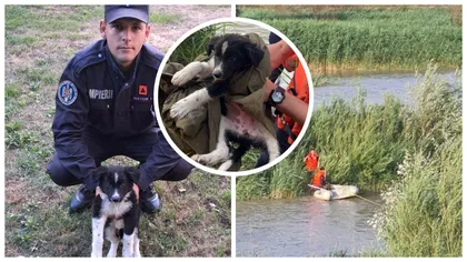 Cățel salvat de pe o insulă a râului Moldova, adoptat de un pompier. Povestea patrupedului care va înduioșa și cele mai haine suflete