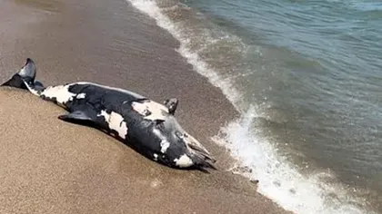 Delfin mort, adus din larg pe plaja din Neptun. Situația este alarmantă, numărul delfinilor morți din Marea Neagră fiind pe un trend acsendent