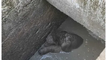 Ro-Alert la Sinaia. O ursoaică a căzut într-o fosă şi şi-a ţinut puiul pe creştet pentru a-l proteja
