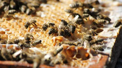 Mierea de albine. 13 beneficii pentru sanatate. Cum se prepara cel mai delicios remediu de miere cu scortisoara