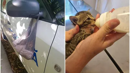 Cetățean iresponsabil, aspru amendat după ce a abandonat un pui de pisică într-o pungă de plastic