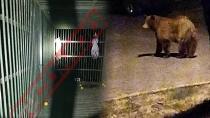 În loc să-l prindă pe ursul Rambo, autoritățile din Ploiești au capturat o pisică. Senzorii de mișcare s-au activat, iar ușa cuștii s-a închis, felina rămânând captivă în interior