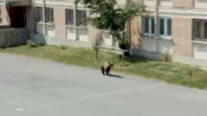 Urs împușcat în curtea unui liceu din Miercurea-Ciuc