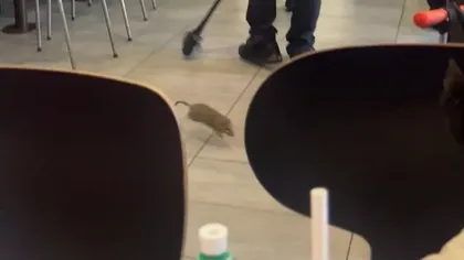 Clienţii unui restaurant McDonald's, atacaţi de un şobolan uriaş. 