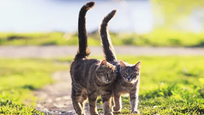 Reacțiile iubitorilor de pisici, după ce au văzut propunerea legislativă în care felinele trebuiau tratate ca fiind ”animale fără stăpân”. ”Le dau mari bătăi de cap parlamentarilor. Rușine”