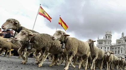 Străzile din Madrid au fost invadate de turme de oi. Animalele au traversat unele dintre cele mai aglomerate zone ale orașului
