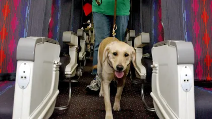 Ai sau nu voie să circuli în tren cu animalele de companie? Anunțul CFR despre patrupede