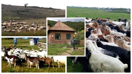 Povestea emoționantă a Lenuței, păstorița care și-a crescut cei nouă copii cu ajutorul caprelor. ”Tot ce iau pe brânză dau pentru ei”