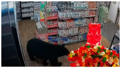 Imagini incredibile cu un urs surprins în timp ce fură dintr-o benzinărie! Animalul a sustras de pe raft o pungă cu jeleuri în formă de ursuleți și s-a făcut nevăzut