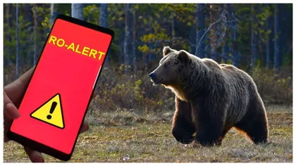 Un urs a ieșit la plimbare pe străzile din Ploiești! Locuitorii au primit mesaje Ro-Alert în care au fost sfătuiți să stea în case