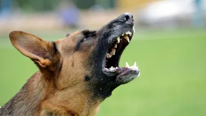 Rasa de câine care a fost oficial interzisă! Un astfel de animal a atacat o fetiță de 11 ani din România