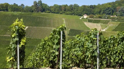 Schimbările climatice afectează recoltele. Cea mai slabă producţie de vin, la nivel mondial, din ultimii 60 de ani