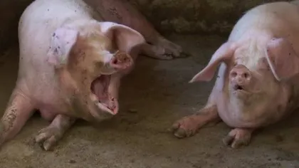 Medicii de la Spitalul de Boli Infecțioase Timișoara anunţă ce trebuie făcut dacă ești mușcat de porc