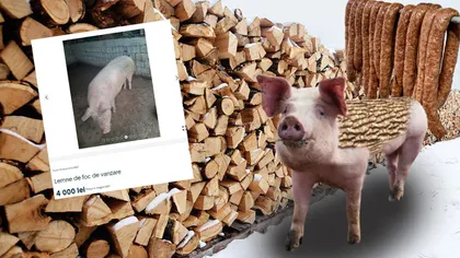 EXCLUSIV Porci de Crăciun vânduți ilegal pe internet sub denumirea de „lemne de foc”. Românii riscă amenzi de până la 40.000 de lei